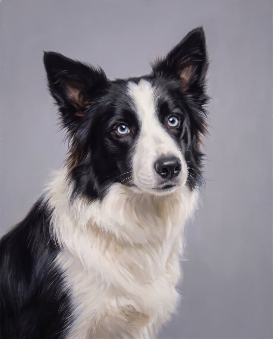 Oil painting of a black and white border collie
