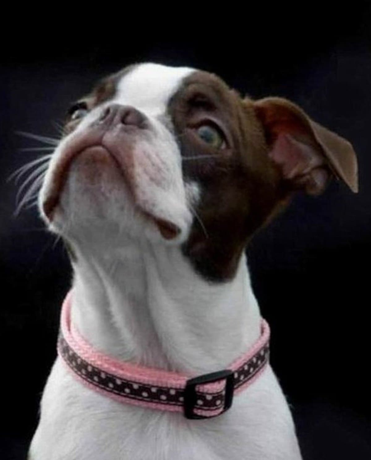 A reference photograph of a dog, before painting