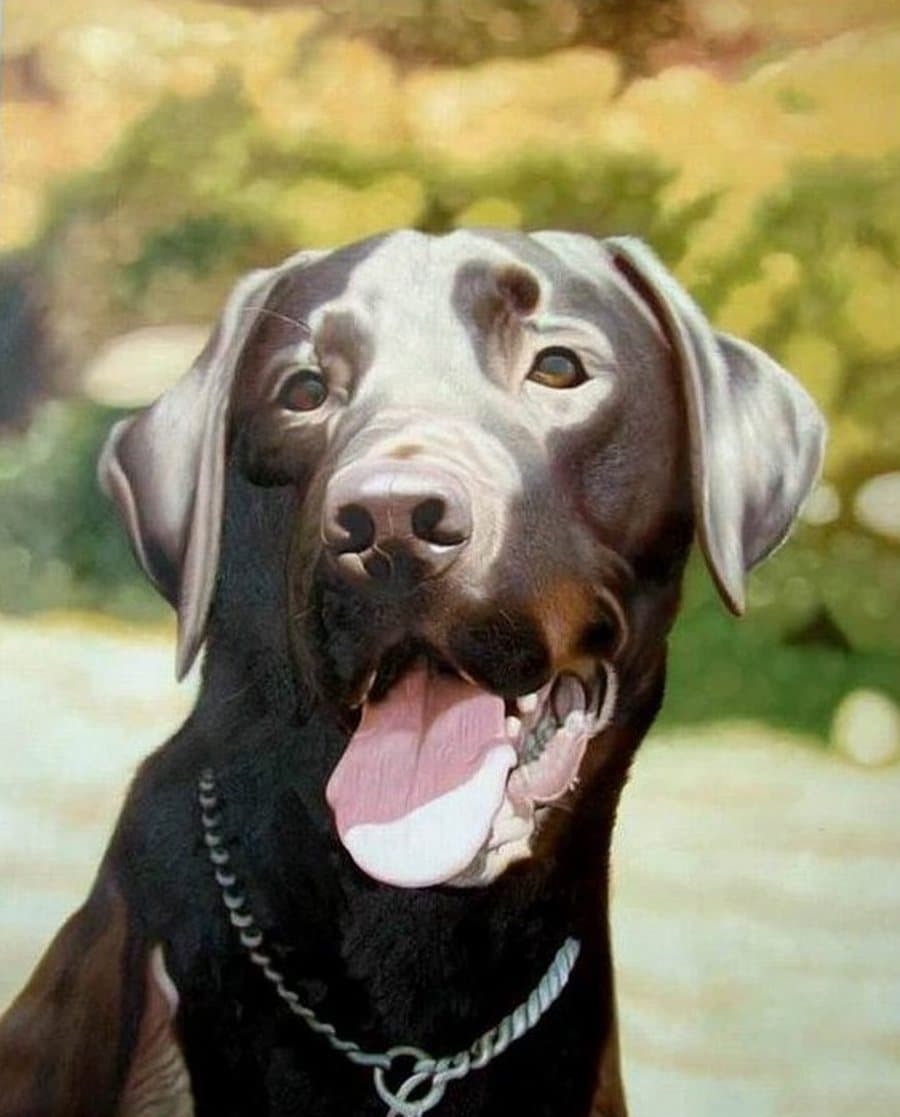 A labrador hand-painted in oil from the owner's photograph