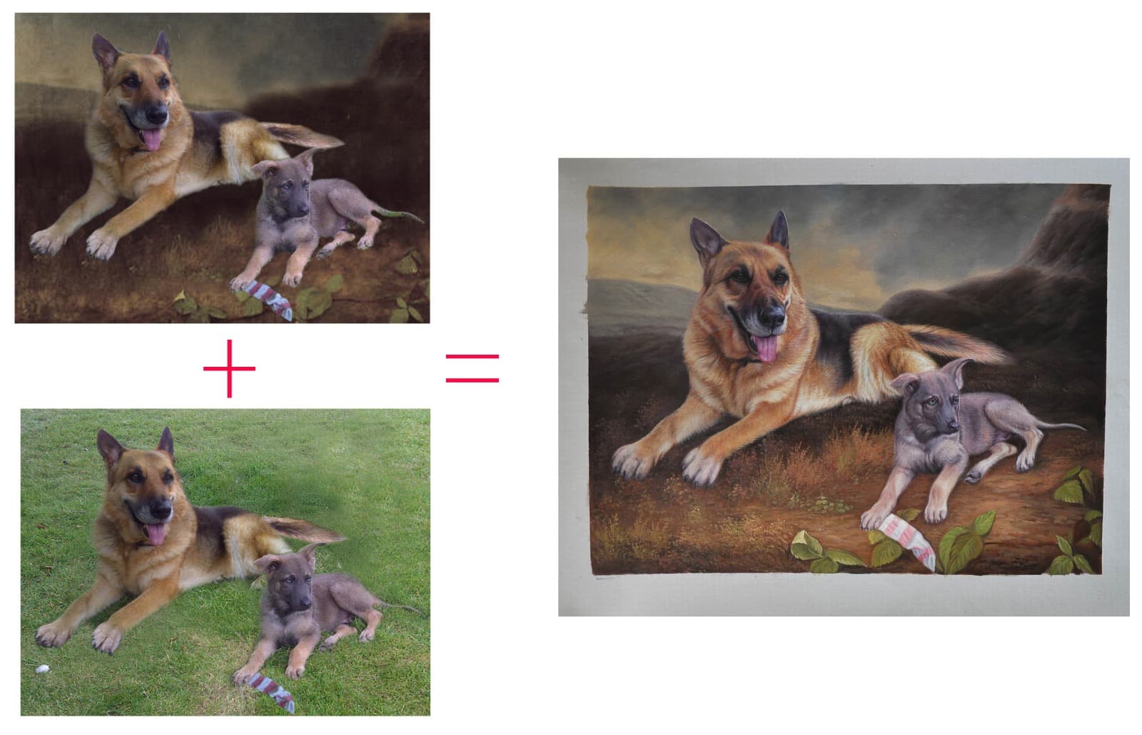 Dog German Shepherd Puppy Before After