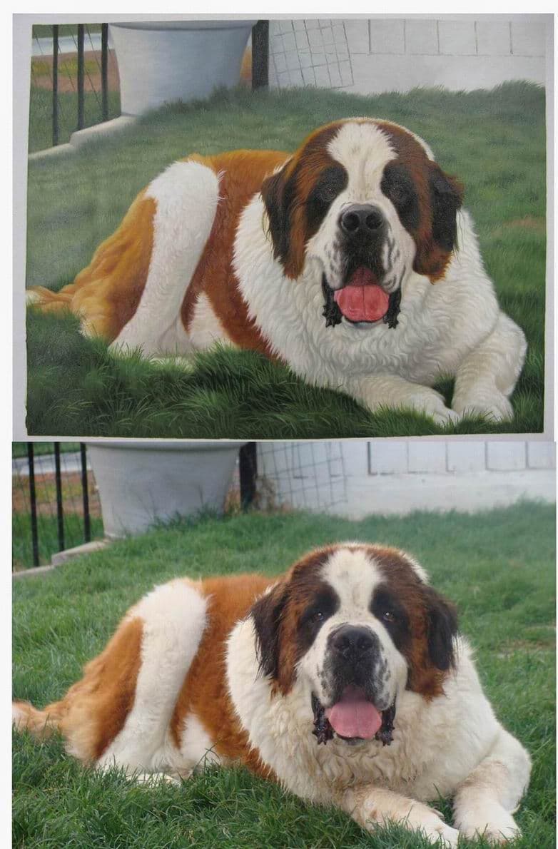 Dog Saint Bernard Before After