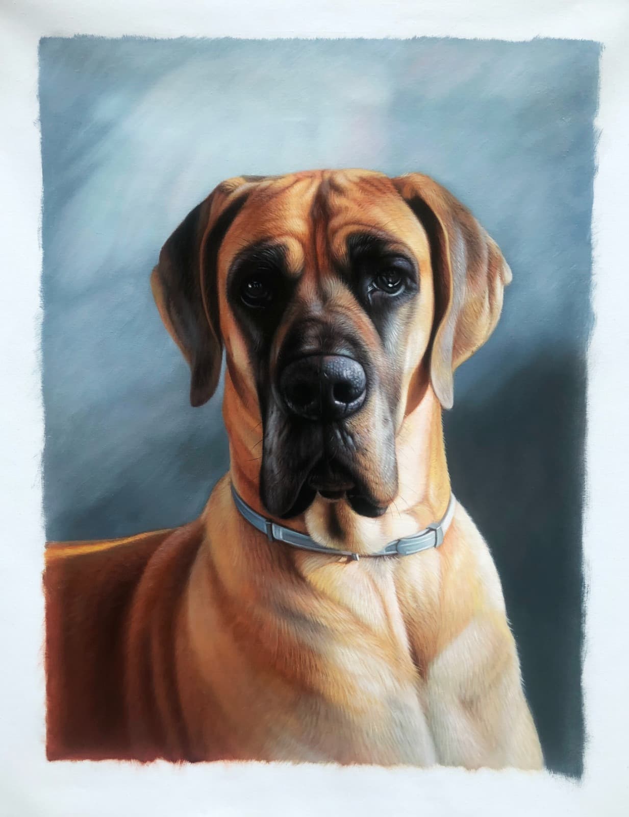 Dog Great Dane Portrait